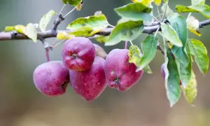 Kilka dojrzałych jabłek odmiany jabłoń malinowa oberlandzka zwisa z gałęzi, otoczonych zielonymi i żółknącymi liśćmi.