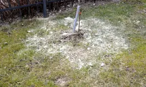 Młode drzewko na trawniku otoczone białym proszkiem, prawdopodobnie dolomitem, który ma chronić je przed szkodnikami.
