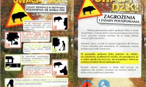 Dziki na osiedlu: Co robić? Bezpieczne zasady i numery alarmowe