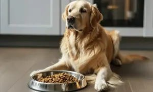 Piękny golden retriever leży obok miski pełnej karmy, czekając cierpliwie na posiłek.