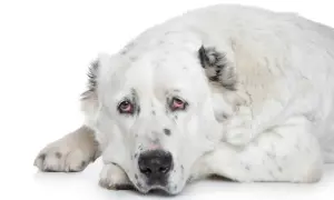 Ein weißer Alabai Hund mit geflecktem Fell liegt auf dem Boden und schaut traurig.