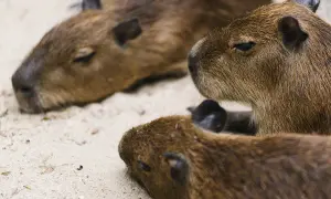 Trzy śpiące kapibary, krewny kapibary, leżą blisko siebie na piasku.