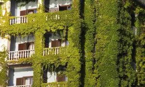 Zielony bluszcz oplata balkony i ściany budynku, tworząc bujną, zieloną kaskadę. Roślina tworzy naturalną ozdobę, nadając budynkowi malowniczy wygląd.