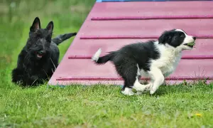 Border collie szczeniak: wymiana sierści kiedy i jak pomóc?