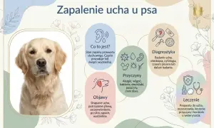 Zapalenie ucha u psa: objawy, przyczyny, diagnostyka i leczenie. Zdjęcie przedstawia psa rasy golden retriever, który może cierpieć na tę dolegliwość.