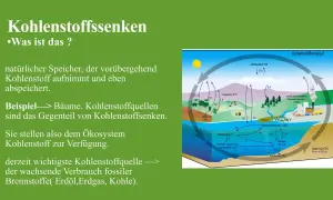 Schema des Kohlenstoffkreislaufs in der Biologie: Bäume als Kohlenstoffsenken, die CO₂ aufnehmen und speichern.