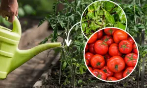 Podlewanie pomidorów wodą z pokrzyw – naturalny potas dla pomidorów. W tle dojrzewające pomidory.