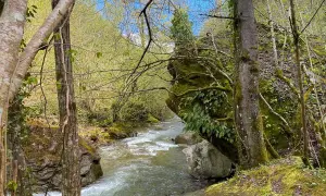 Un ruscello scorre tra rocce muschiose e alberi verdi, creando un'atmosfera serena che ricorda la cascata della Prata.