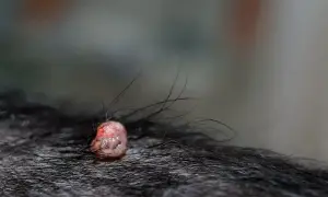 Widoczna brodawka u psa, różowa, z włoskami wyrastającymi wokół. Zdjęcia pokazują zmianę skórną.