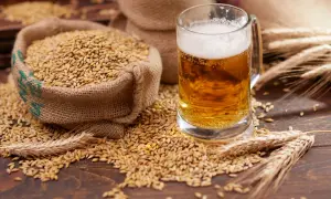 Słód jęczmienny, z którego powstaje piwo, zawiera gluten. Ziarna jęczmienia rozsypane wokół szklanki piwa i worka.