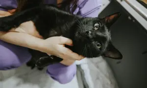 Gato negro con ojos verdes, sostenido por manos. Podría necesitar cuidados por insuficiencia renal en gatos.