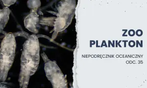 Jakie znaczenie mają protisty dla organizmów w Bałtyku i ich zdrowia