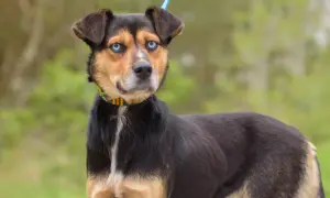 Pies o niebieskich oczach, czarno-brązowej sierści i kolorowej obroży. Szuka domu w Wojnowicach, no kill.