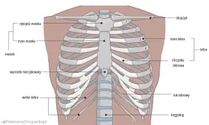 Anatomia klatki piersiowej z widocznymi żebrami, mostkiem i kręgosłupem. Ilustracja pokazuje budowę żeber, w tym chrząstkę żebrową i łuk żebrowy.