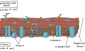 Zellplasma-Funktion: Die Zellmembran mit Phospholipiden, Proteinen und Cholesterin trennt das Innere (Zytosol) vom Äußeren.