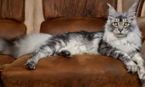 Majkun, majestatyczny kot rasy Maine Coon, odpoczywa na brązowej, skórzanej kanapie, prezentując swoje długie, puszyste futro i przenikliwe, żółte oczy.