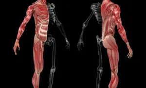 ¿Cuántos músculos hay en el cuerpo humano? Sorprendentes datos revelados