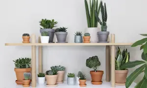 En hylla med en samling suckulenter och kaktusar, en perfekt succulent sorter.