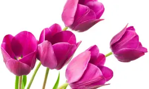 Piękne, fioletowe tulipany. Idealny czas, kiedy sadzić tulipany, to jesień, by wiosną cieszyć się ich kwitnieniem.