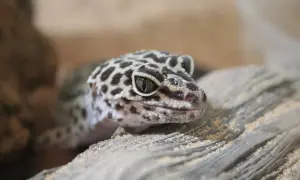 Gekon lamparci z charakterystycznym cętkowanym wzorem na głowie, siedzący na drewnie.