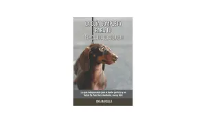 Guía para como educar a un teckel de pelo duro. Un teckel marrón mira atentamente.
