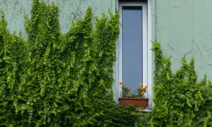 L'edera ricopre un muro di cemento, nascondendolo con il suo verde rigoglioso. Un piccolo vaso di fiori arancioni adorna il davanzale.