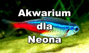 Jakie podłoże do akwarium z neonkami zapewni zdrowe ryby?