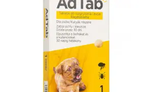 Tabletki na kleszcze dla psa: Ranking, opinie, bezpieczeństwo