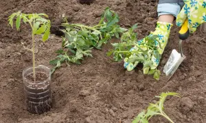 Sadzonki pomidorów gotowe do posadzenia. Czas pomyśleć, kiedy siać pomidory pod folie, by cieszyć się plonami.