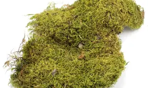 Jak przygotować mech do terrarium, aby uniknąć problemów z pleśnią