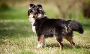 Uroczy sheltie pies, z puszystą sierścią i bystrym spojrzeniem, stoi na zielonej trawie.