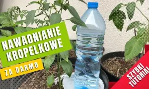 Nawadnianie z butelki: Proste DIY na urlop i nie tylko