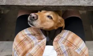 A dog's head peeks under a wooden bench, sniffing. This is why do dogs smell your crotch: they're gathering information!