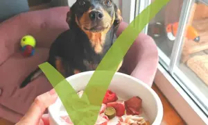 Süßer Junghund freut sich über BARF-Schüssel. Gesunde Ernährung für den kleinen Vierbeiner.