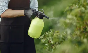 Ochrona roślin: ile miedzianu na 10 litrów wody? Ogrodnik w czarnej zapasce i rękawiczkach opryskuje krzewy.