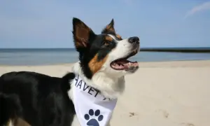 Szczęśliwy piesek na plaży, gotowy na wakacje gdzie nad morze z psem.