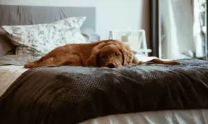 Ein goldener Retriever liegt entspannt auf einem Bett. Für die Hygiene ist es wichtig, dass der Hund nicht auf dem Bett liegt.