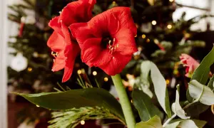 Två röda amaryllisblommor med julgran och ljus i bakgrunden. En vacker syn att spara amaryllis till nästa jul.