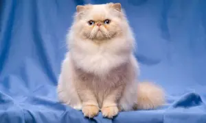 Puszysty, kremowy kot z niebieskimi oczami siedzi na niebieskim tle.