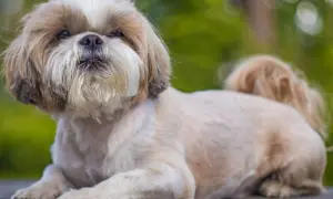 Uroczy shih tzu leży na drewnianym blacie. Choć jego wady są niewielkie, jego urok jest ogromny.
