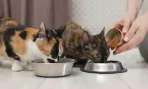 Dos gatos comen comida húmeda de sus cuencos. La pregunta es: ¿cuanta comida húmeda debe comer un gato al día?