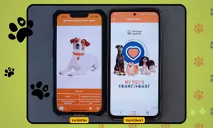 Dwa telefony z aplikacjami do monitorowania zdrowia psów. Na lewym ekranie pies rasy Jack Russell, na prawym kilka psów. Aplikacja KardioPies pozwala sprawdzić ile oddechów na minutę u psa.