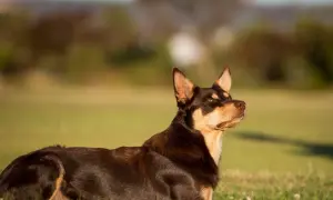 Ciemnobrązowy kelpie z rudymi znaczeniami leży na trawie, czujnie obserwując otoczenie.