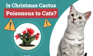 Is Christmas cactus toxic to cats? A warning sign and a potted Christmas cactus are shown next to a curious cat.