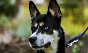 Piękny syberyjski pies z heterochromią oczu, jedno brązowe, drugie niebieskie, patrzy w bok.