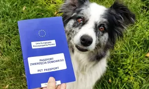 Paszport dla psa gotowy do podróży! Piesek czeka na przygodę.
