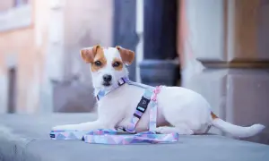 Uroczy szczeniak Jack Russell Terrier w pastelowych szelkach Guard, gotowy na spacer.