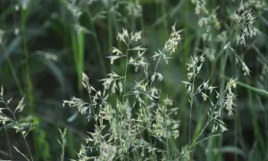 Delikatne wiechy stokłosy, chwastu, który wymaga zwalczania, na tle zieleni.