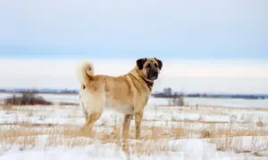 Ein stattlicher Kangal Hund steht im Schnee, sein Fell hellbraun, der Schwanz aufgerollt.