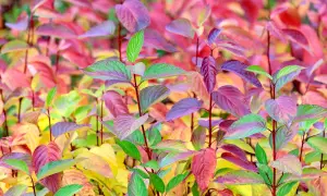 Bunte Blätter eines Hartriegels, bereit zum Schneiden. Die Farben reichen von Grün über Lila bis zu leuchtendem Rot und Gelb.